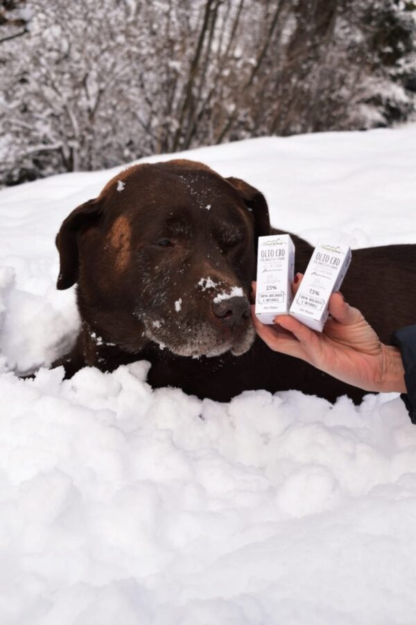 CBD per cani e gatti: olio alla canapa per animali