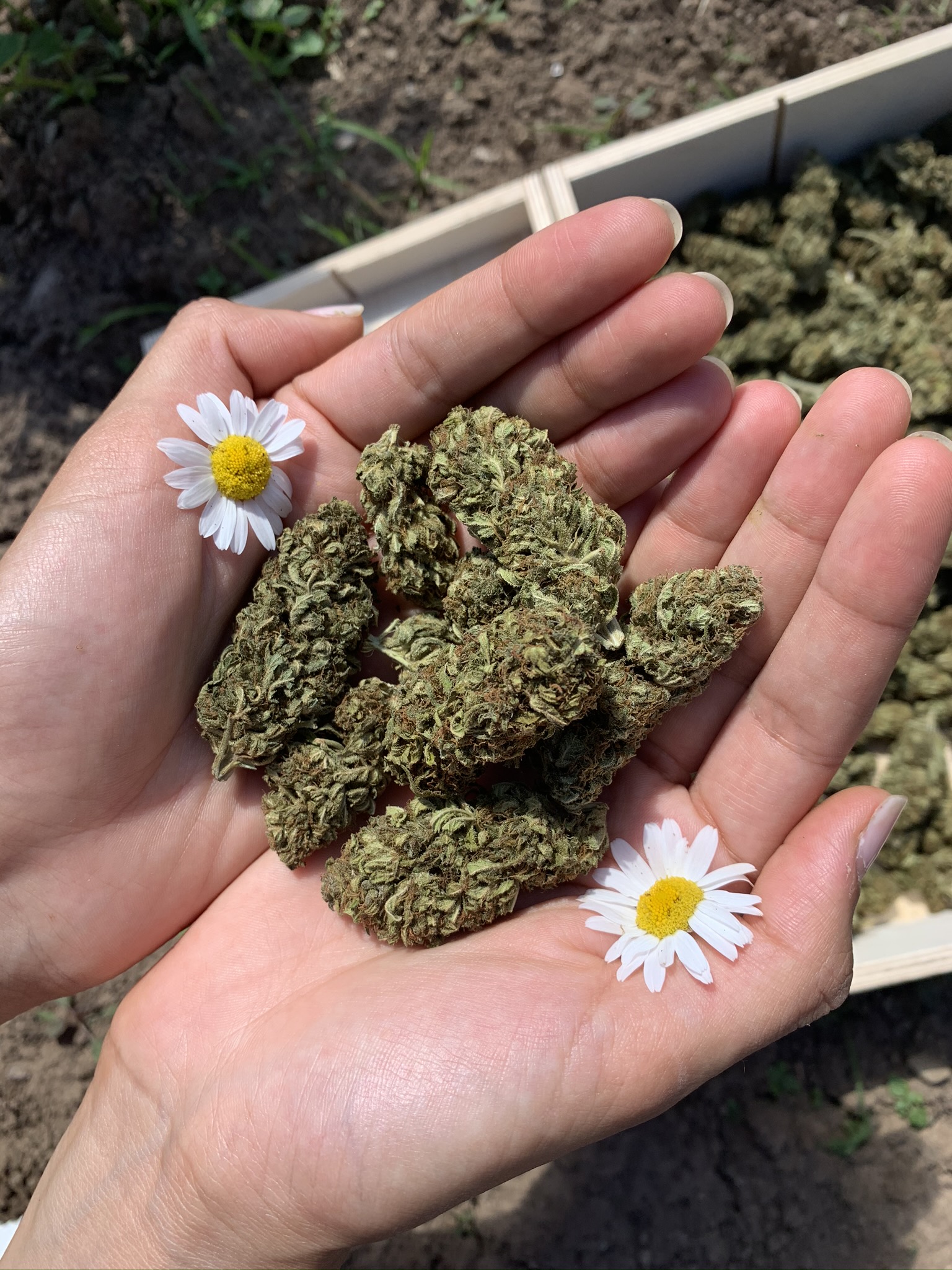 cannabis-per-uso-terapeutico
