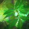 cannabis-crea-dipendenza
