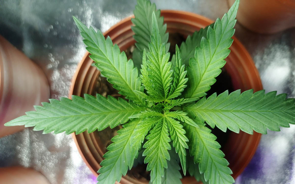 quali-percentuali-di-THC-ha-la-pianta-del-genere-cannabis-pianta-