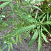 canapa-ruderalis-1