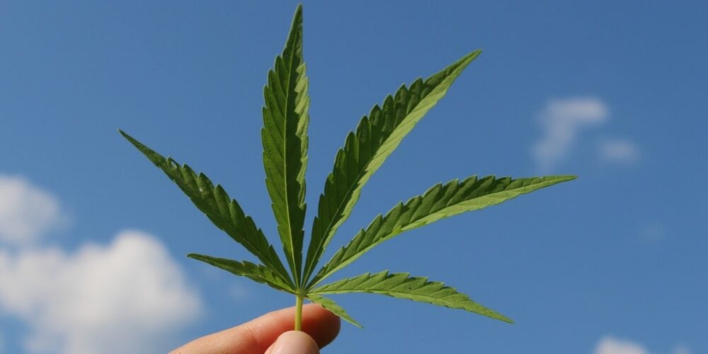 cannabis sativa