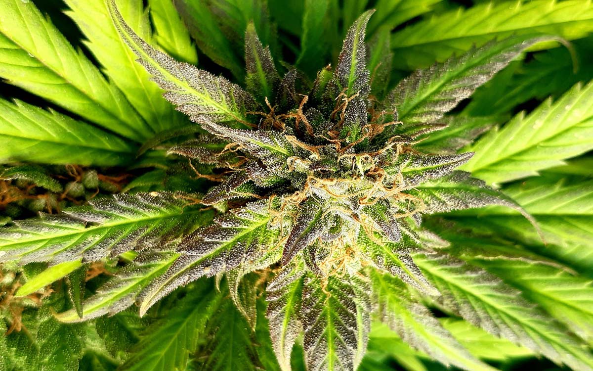 erba-legale-cannabis