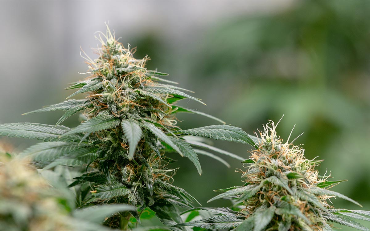 Fioritura della cannabis: tutte le fasi di crescita