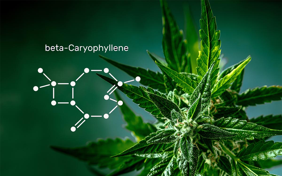 Beta-cariofillene: integratore per il tuo benessere contro lo stress